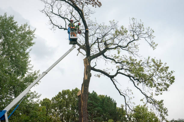 Reliable Monmouth, IL Tree Services Solutions